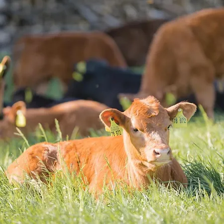 Schaefer's Michaelsberg * Gundelsheim