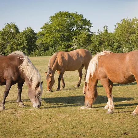 Schaefer's Michaelsberg Apartman Gundelsheim