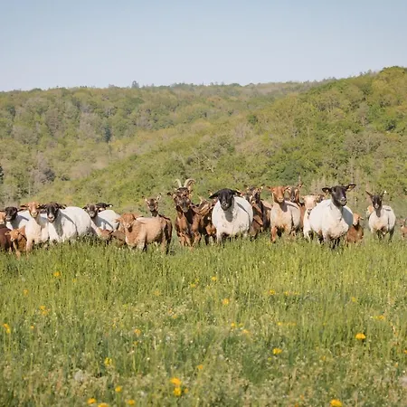 Schaefer's Michaelsberg Gundelsheim