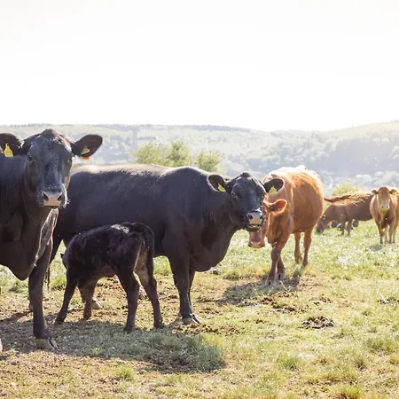 Apartman Schaefer's Michaelsberg Gundelsheim