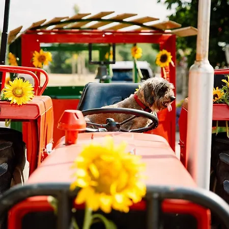 Schaefer's Michaelsberg * Gundelsheim