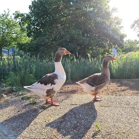 Schaefer's Michaelsberg アパート *