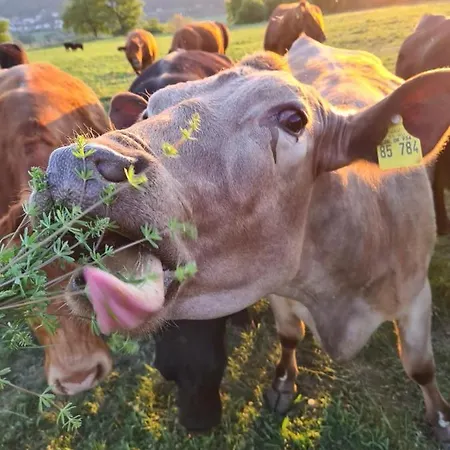 アパート Schaefer's Michaelsberg