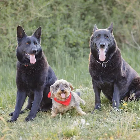Schaefer's Michaelsberg * Gundelsheim