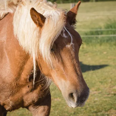 Schaefer's Michaelsberg Apartman